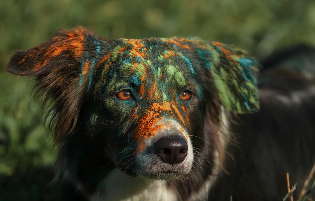 Photo wallpaper face, paint, dog, got dirty