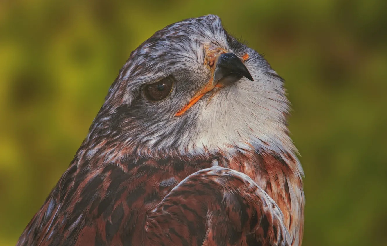 Photo wallpaper bird, portrait, predator, hawk