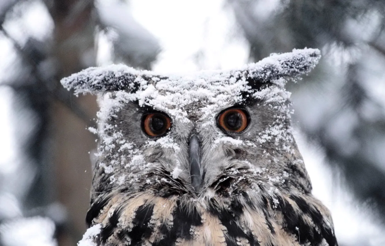 Photo wallpaper winter, eyes, snow, owl, bird, feathers, beak, color