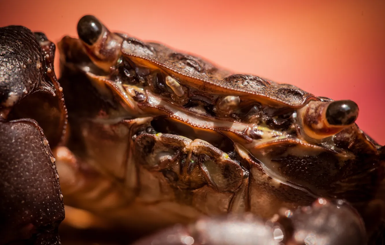 Photo wallpaper macro, background, crab