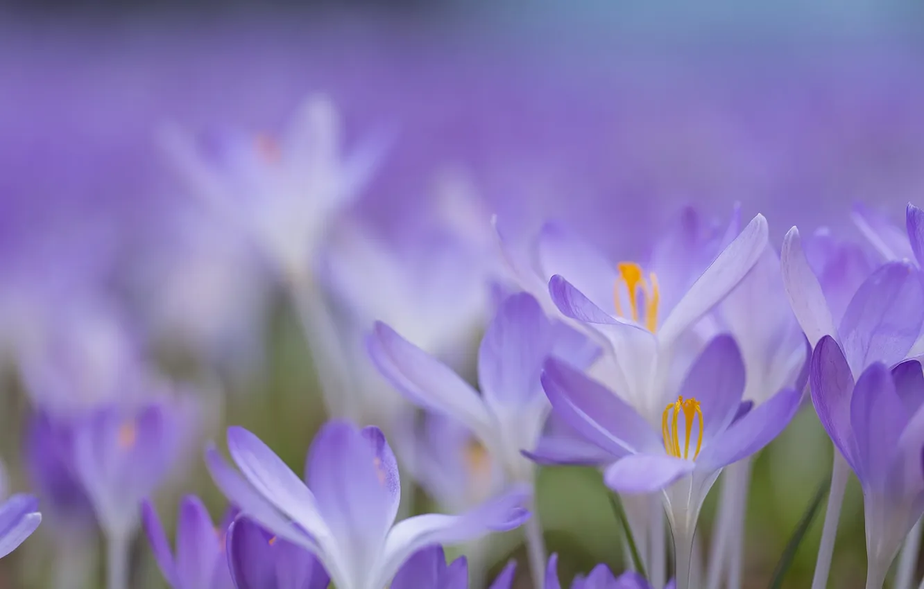 Photo wallpaper nature, spring, petals, crocuses