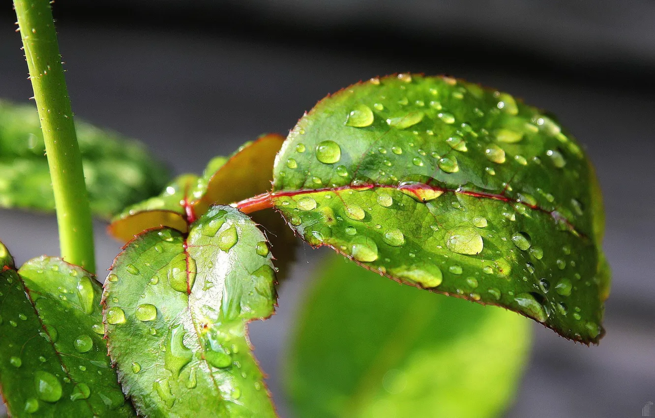 Photo wallpaper greens, leaves, drops, macro, nature, Rosa, leaf, plant