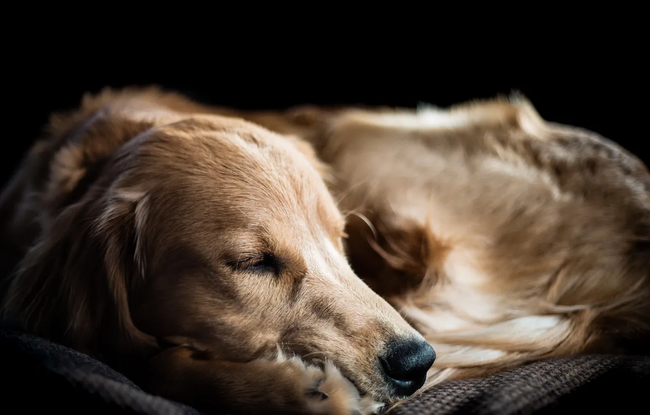 Photo wallpaper comfort, home, dog