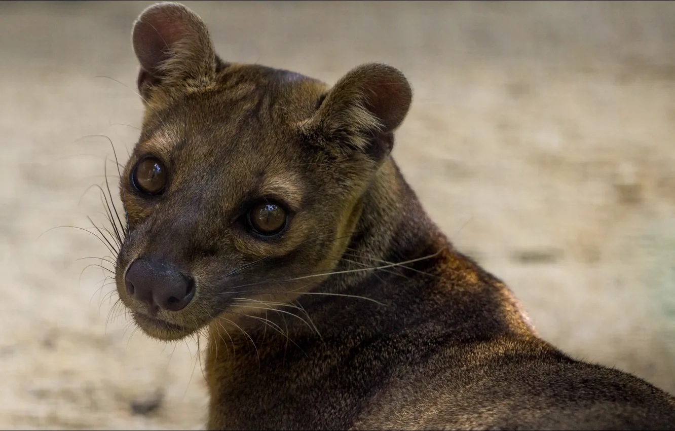 Wallpaper look, Beast, portrait, Fossa for mobile and desktop, section ...