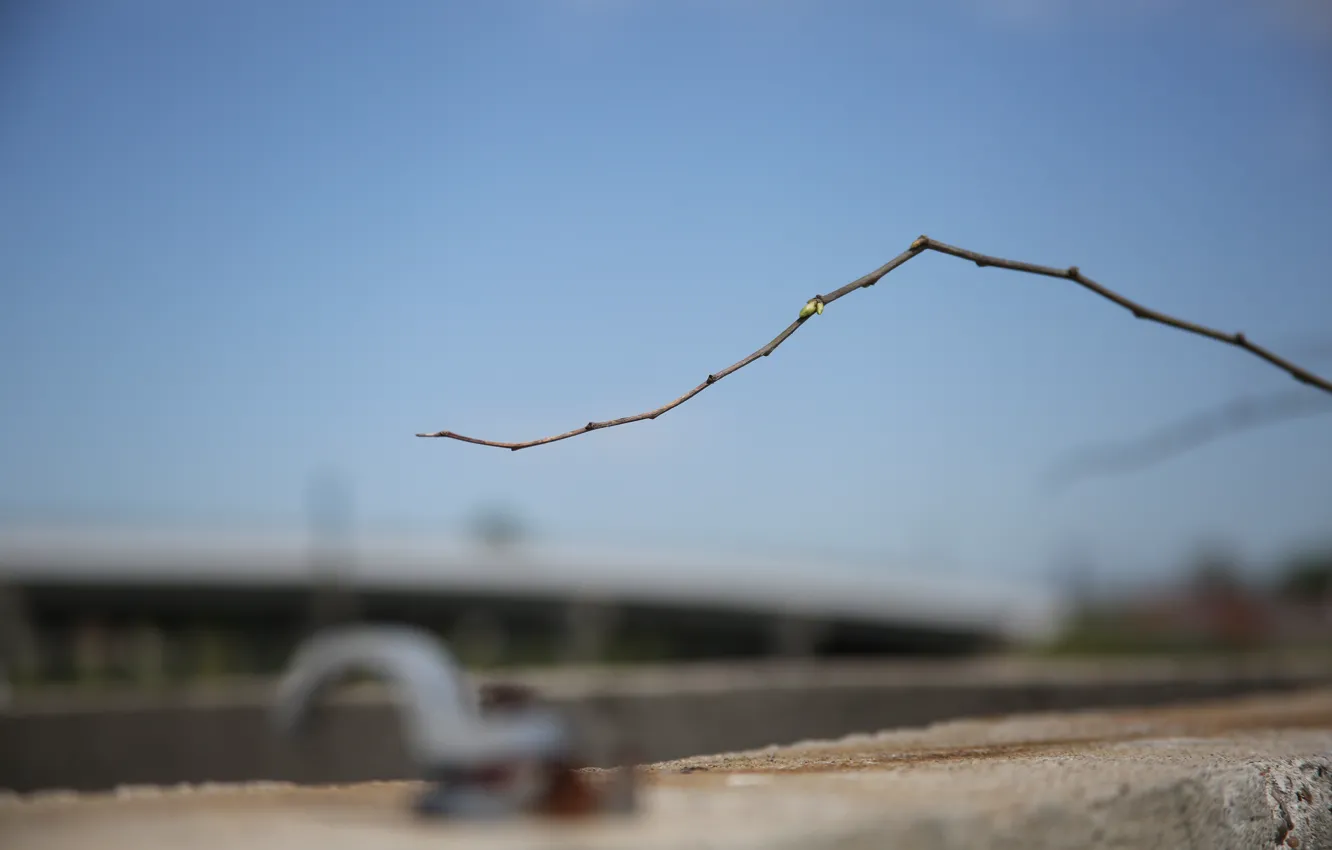 Photo wallpaper trees, nature, macro, stick, branch