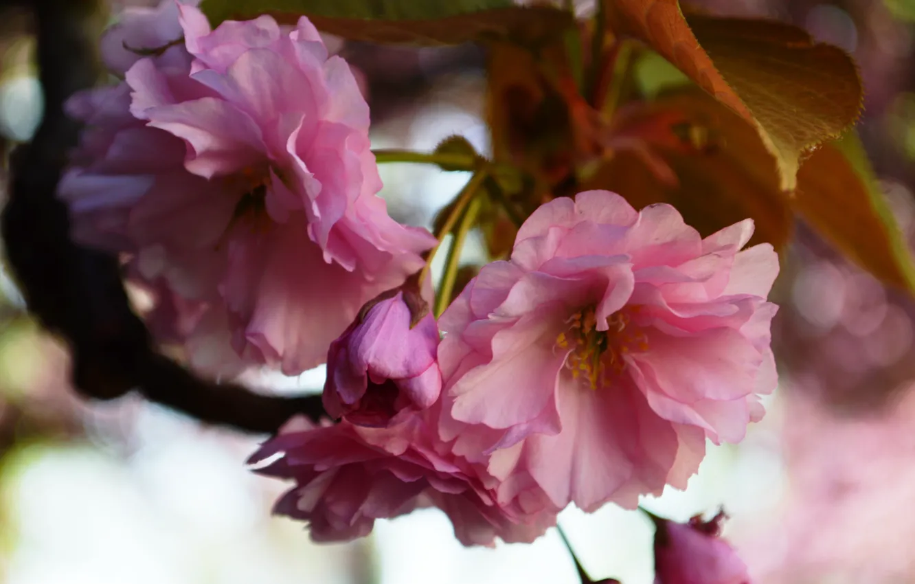 Photo wallpaper flowers, nature, pink, spring, Sakura