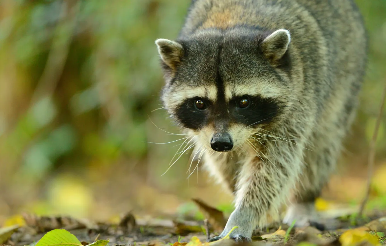Photo wallpaper look, pose, raccoon, face, sneaks