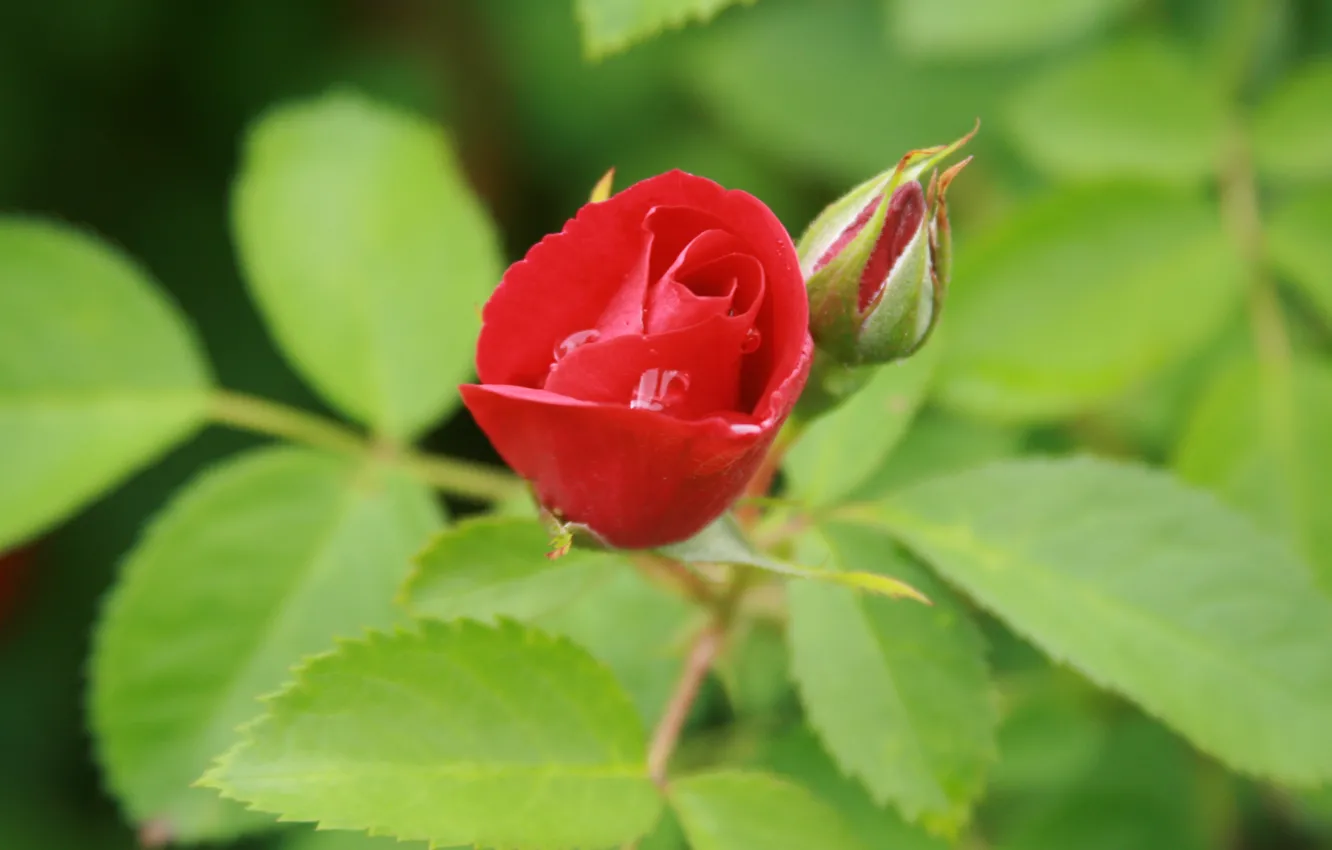 Photo wallpaper summer, macro, flowers, background, Wallpaper, plant, roses, garden