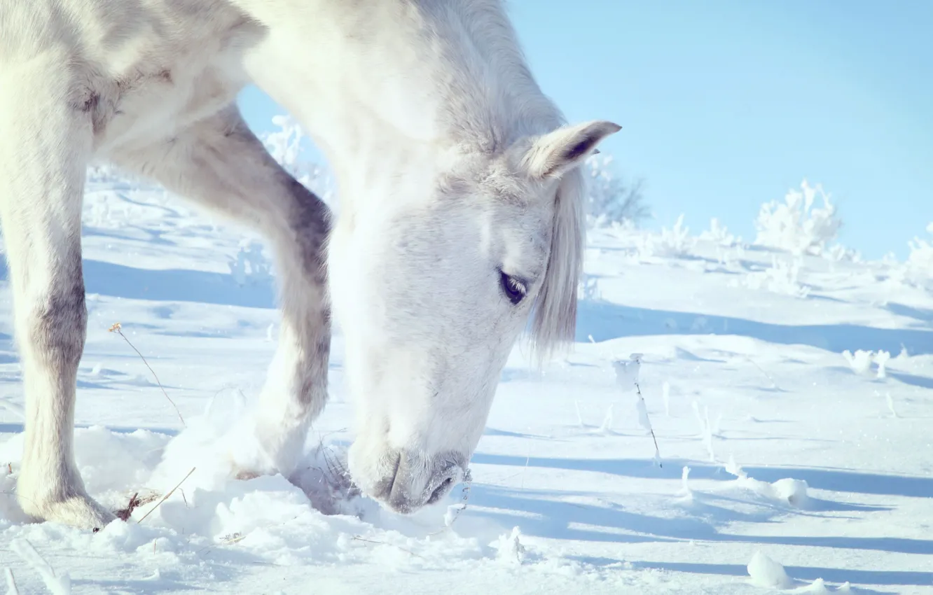 Photo wallpaper white, sky, snow, hair, horse, yuki, free, head