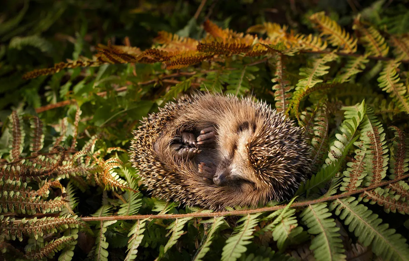 Photo wallpaper forest, nature, sleep, hedgehog