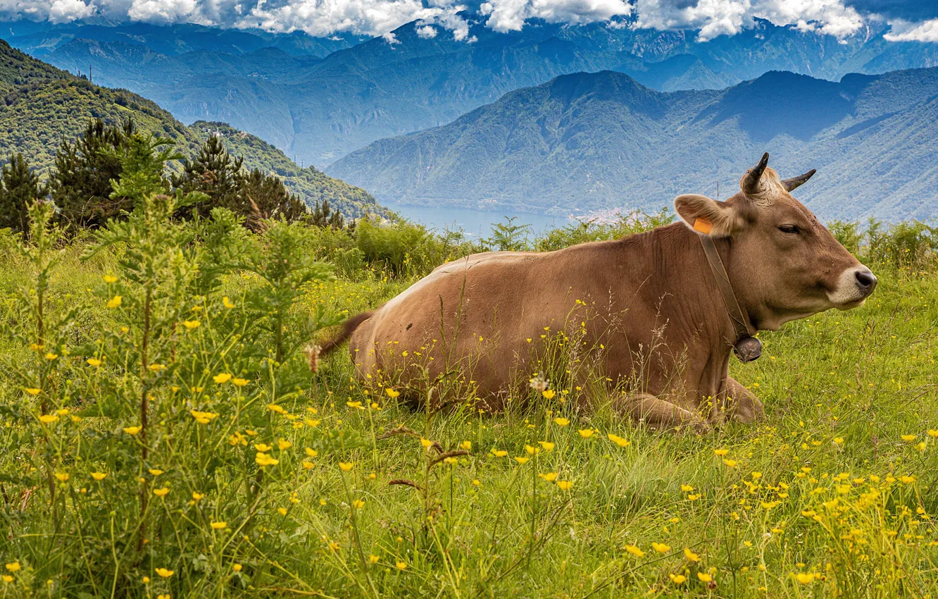 Photo wallpaper forest, summer, the sky, grass, flowers, mountains, cow, Alps