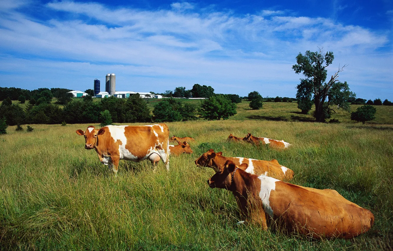 Photo wallpaper the sky, grass, trees, feet, cows, pasture, tail, ears