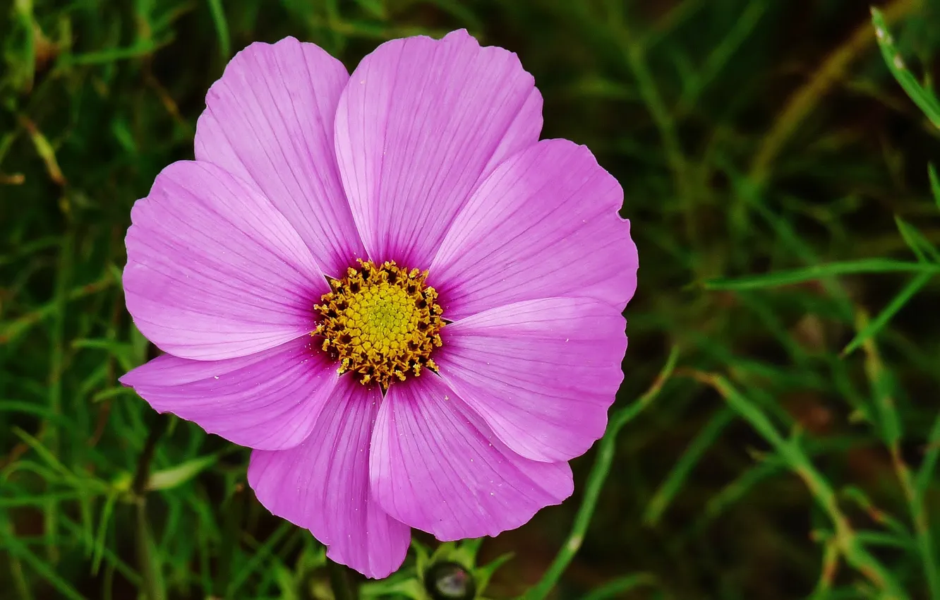 Photo wallpaper macro, macro, kosmeya, Kosmeya