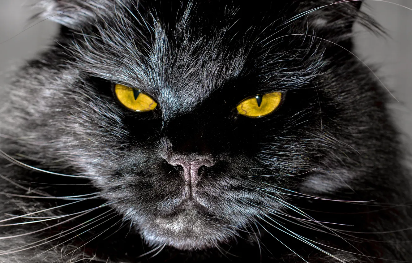 Photo wallpaper cat, cat, face, close-up, black, portrait, yellow eyes