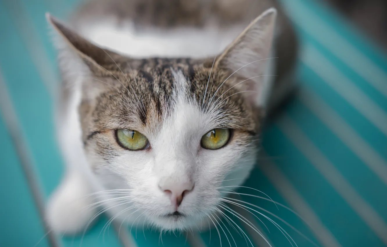 Photo wallpaper cat, cat, look, muzzle, cat