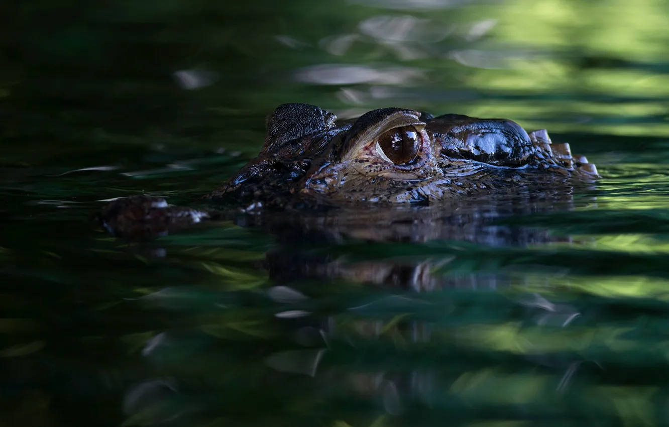Photo wallpaper look, face, water, predator, crocodile, pond, green background, swimming