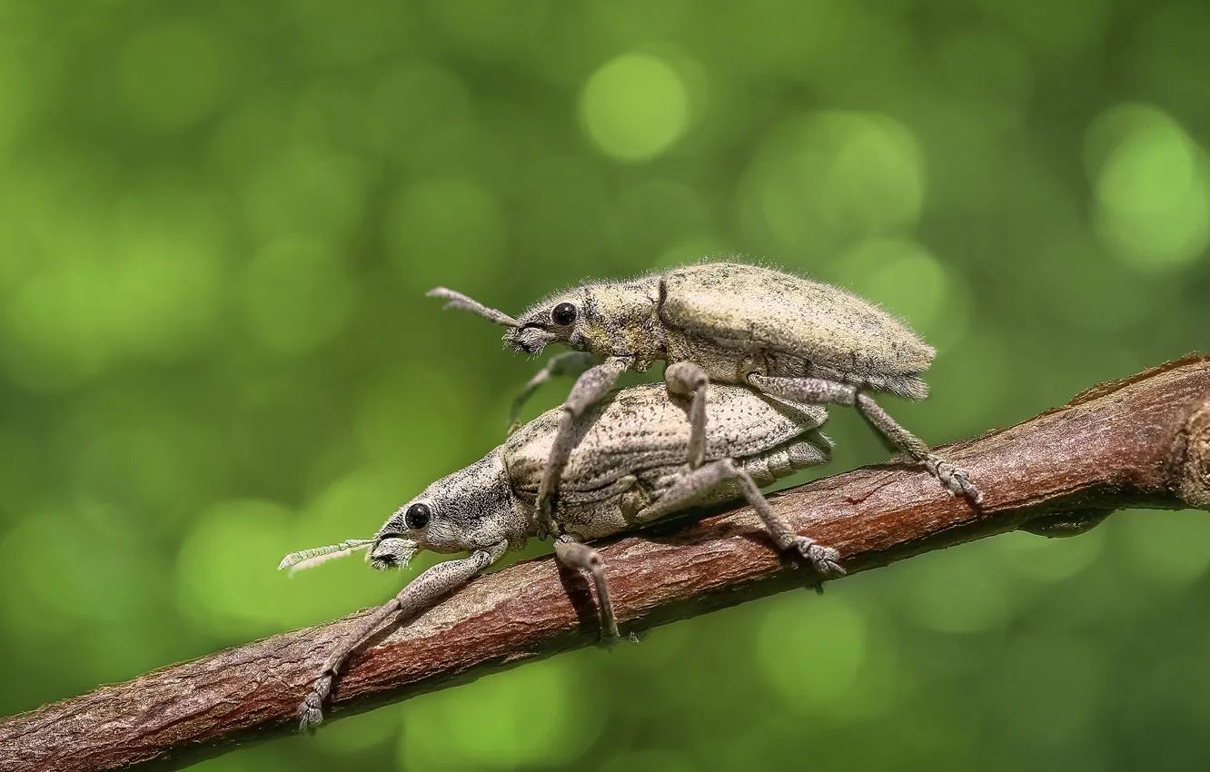 Photo wallpaper macro, insects, branch, pair, bugs, grey, two, green background
