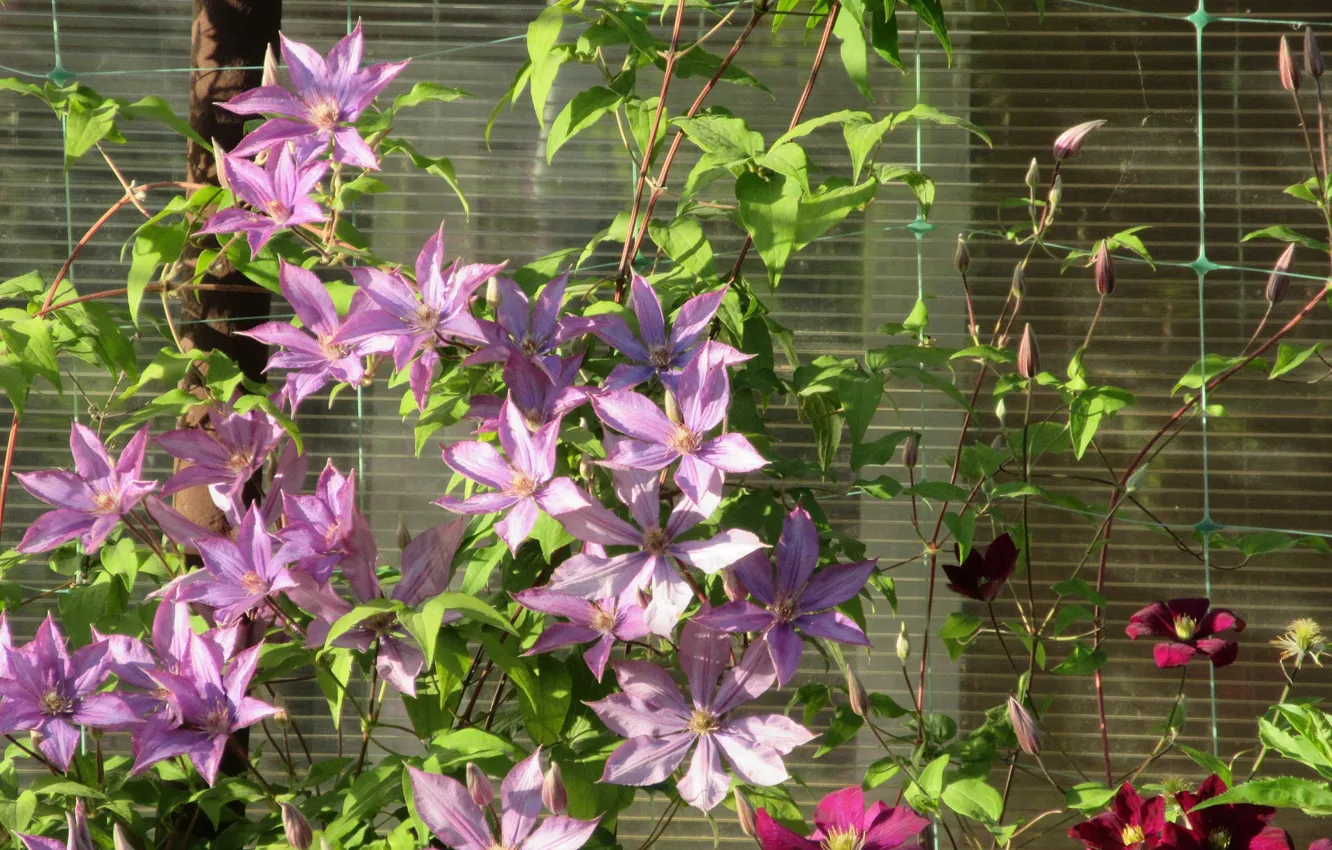 Photo wallpaper flowers, mesh, clematis, Meduzanol ©, 2018, lilac