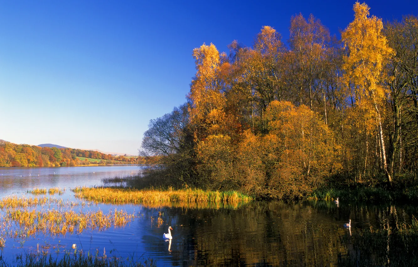 Photo wallpaper autumn, forest, the sky, trees, lake, bird, swans