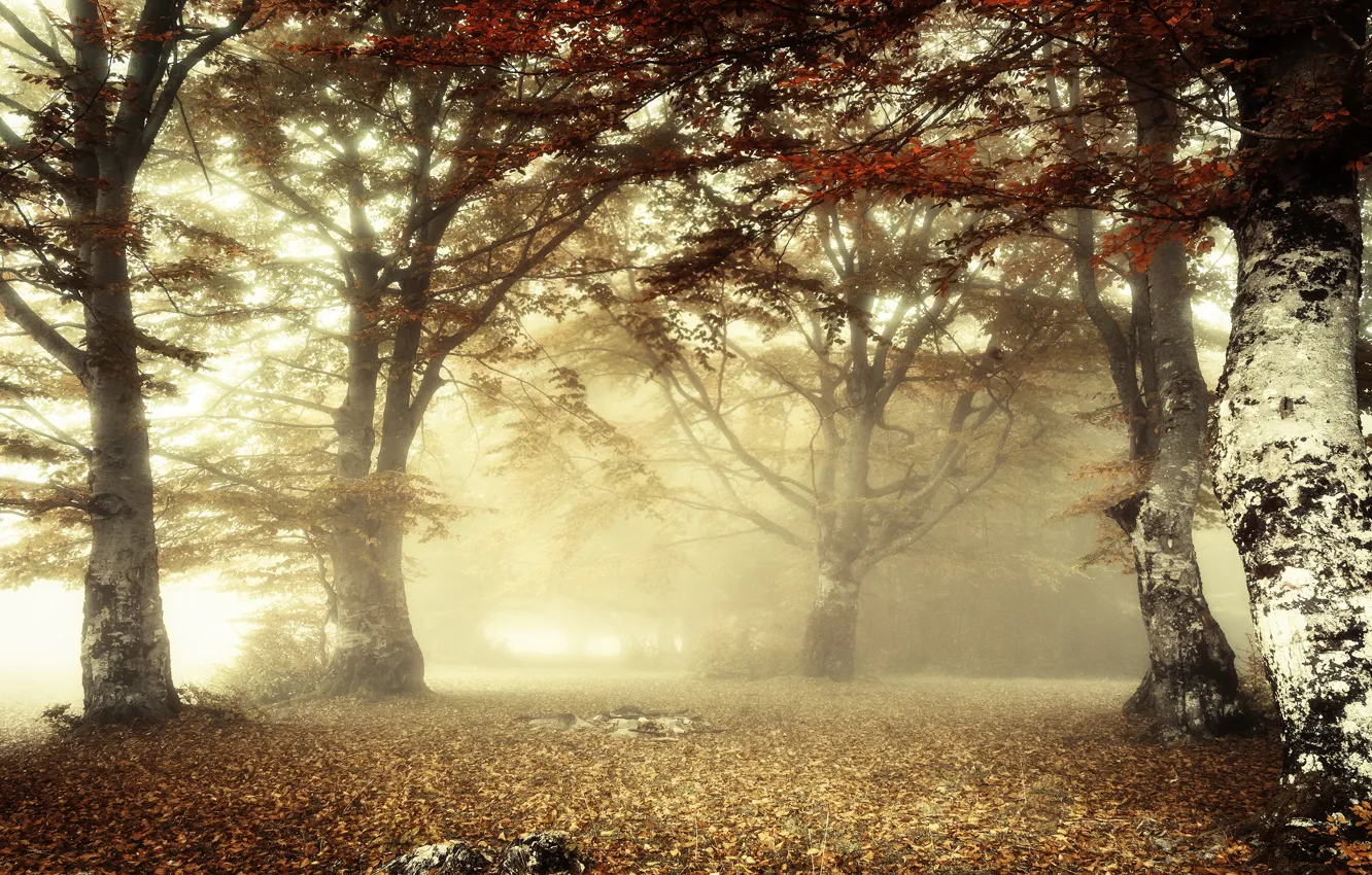 Photo wallpaper autumn, forest, light, branches, fog, foliage, morning