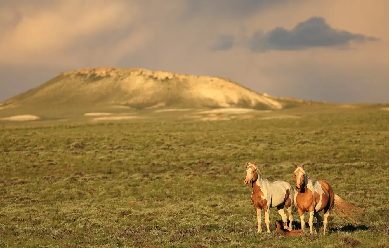 Photo wallpaper field, mountains, horse, horse, pair
