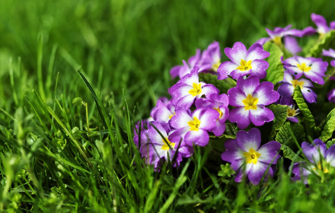 Photo wallpaper grass, primrose, Primula