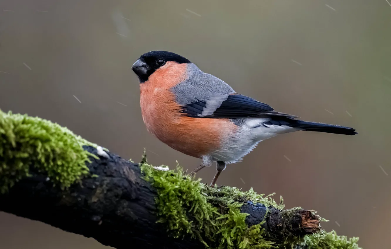 Photo wallpaper branches, rain, bird, bullfinch