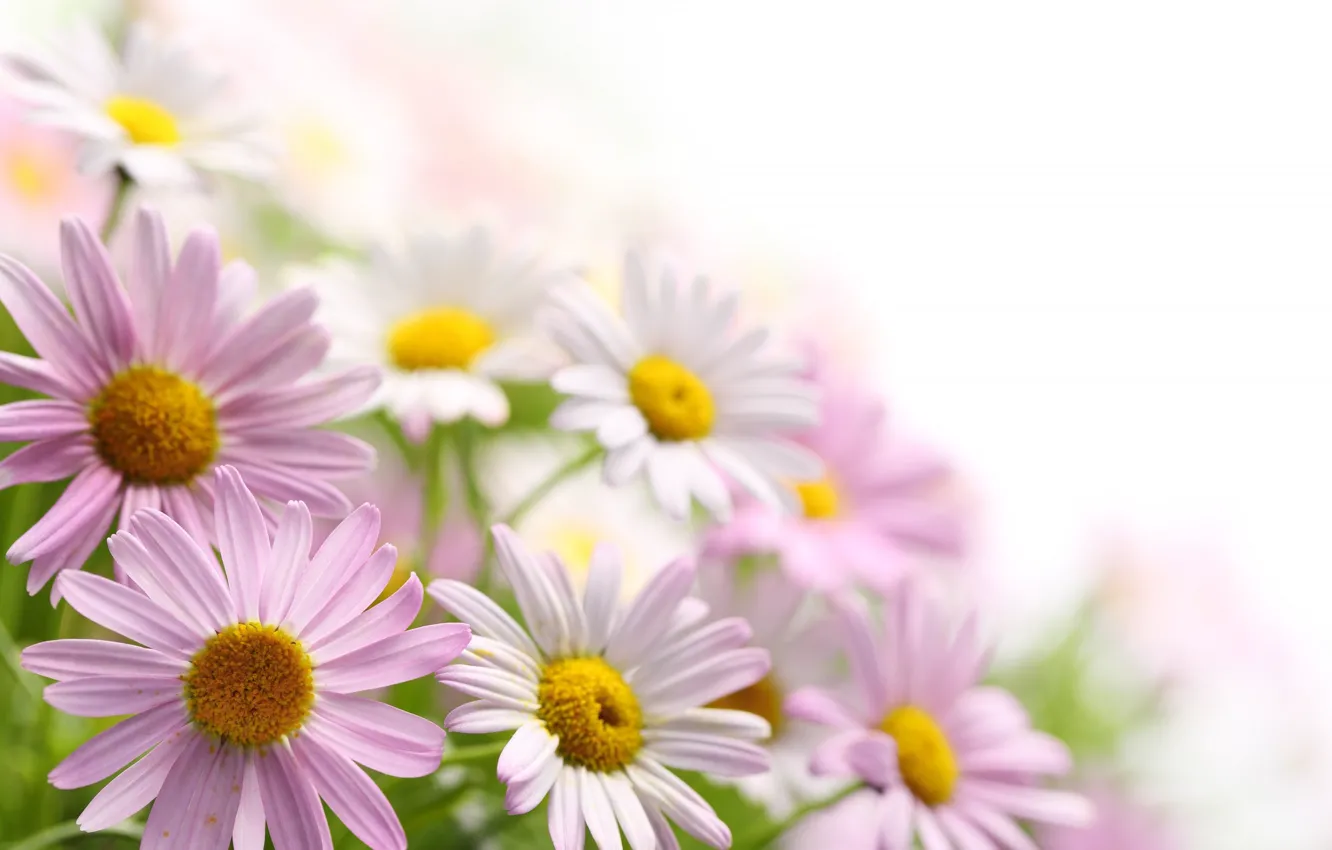 Photo wallpaper flowers, chamomile, bouquet, petals, pink, white