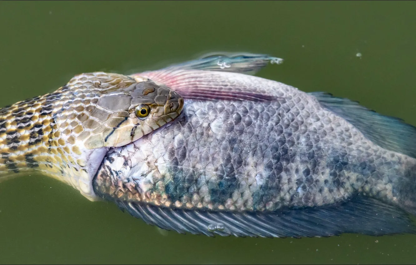 Photo wallpaper snake, fish, Snake, oops, fish, situation, snack, appetizer