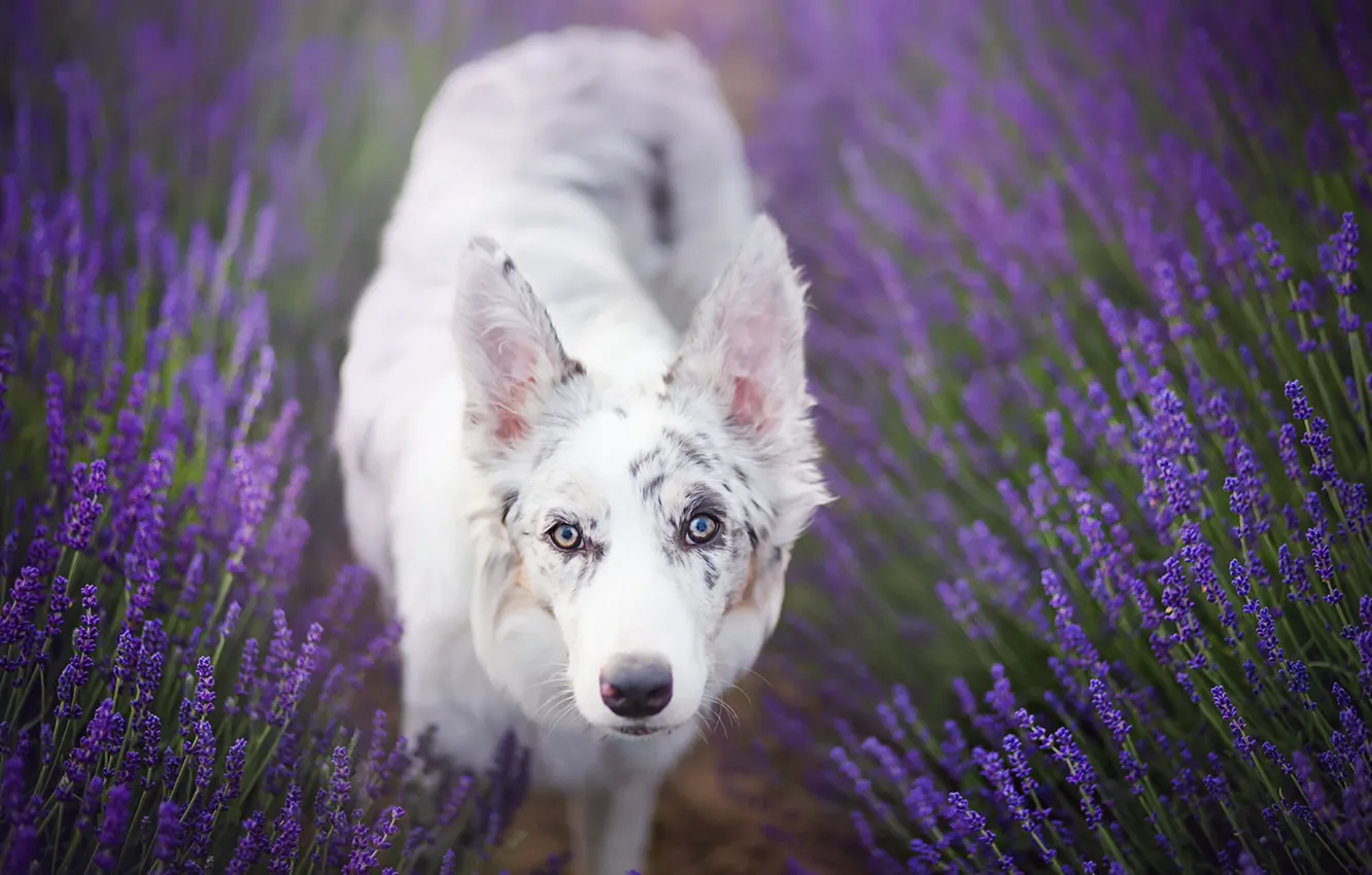 Photo wallpaper look, each, dog, lavender