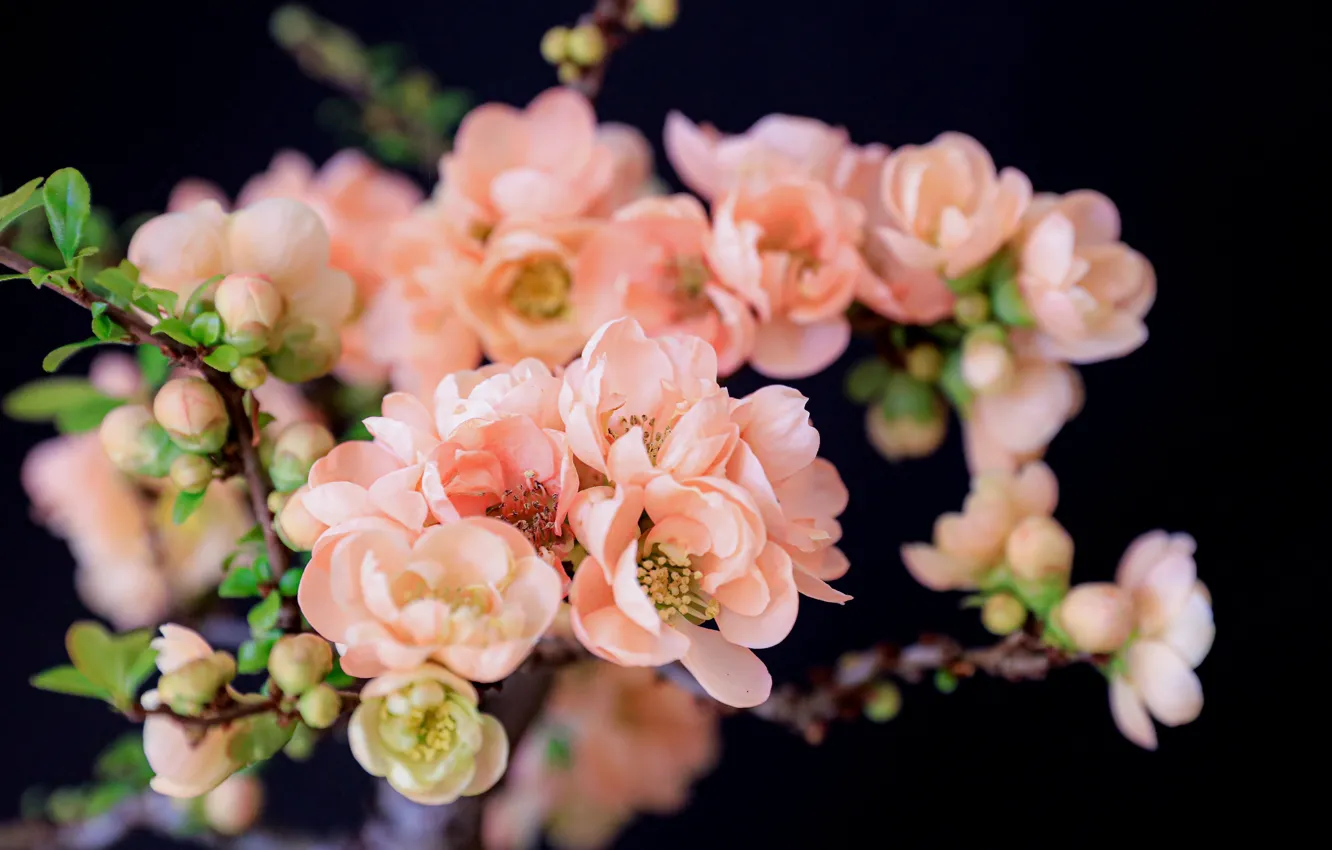 Photo wallpaper flowers, the dark background, flowering, quince