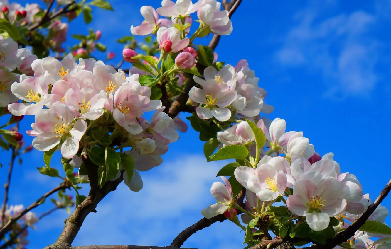Photo wallpaper flower, twig, blooming