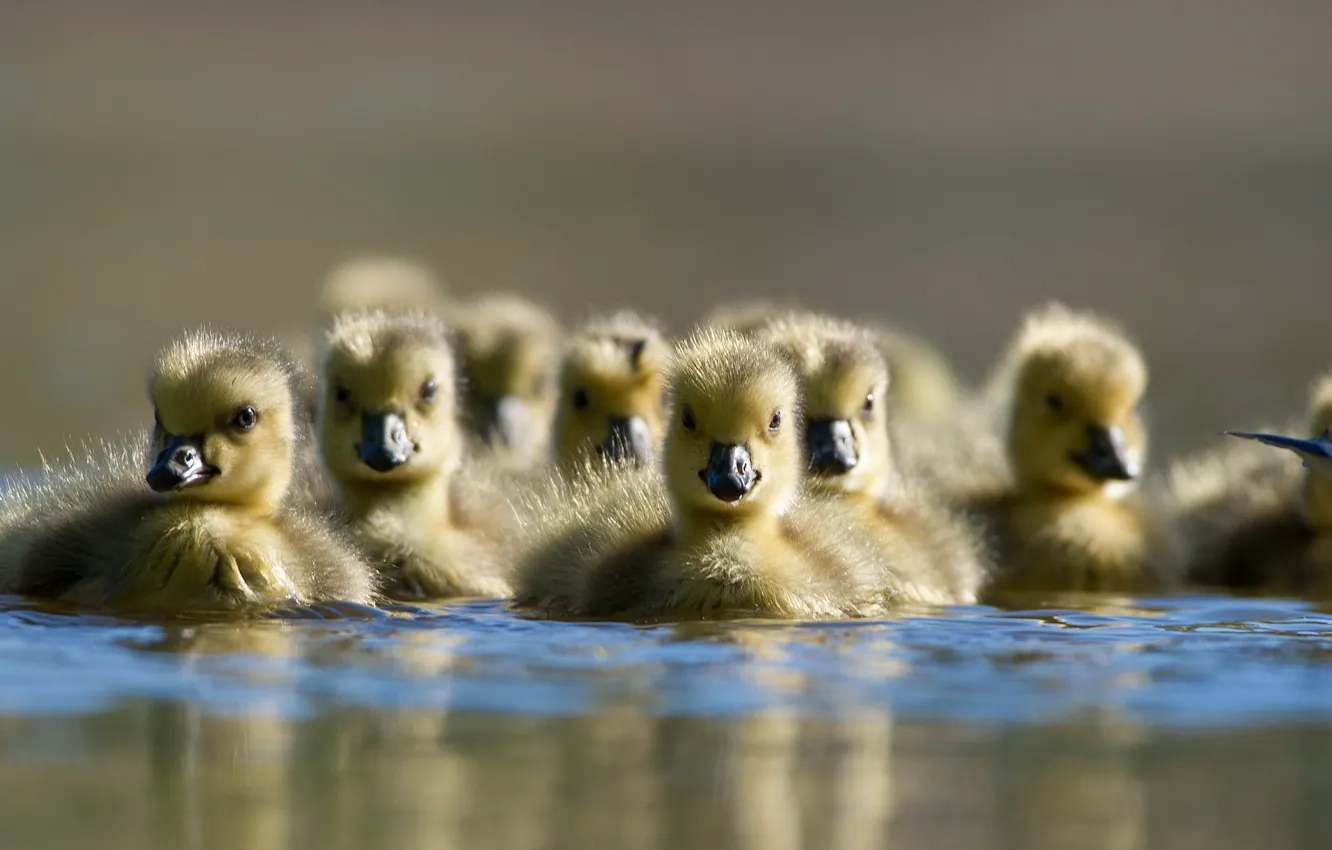Photo wallpaper water, nature, duck