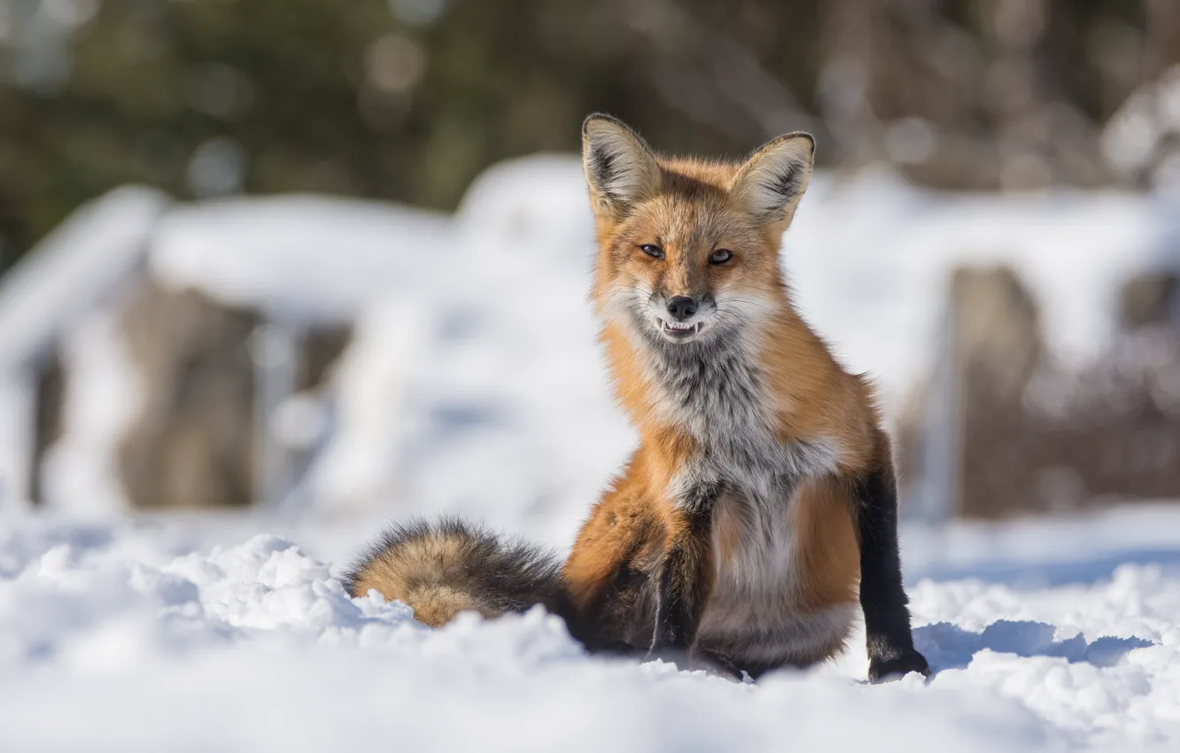 Photo wallpaper winter, snow, Fox, fangs
