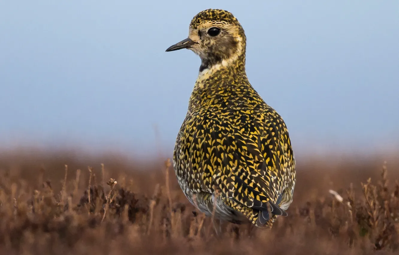 Photo wallpaper nature, bird, beak, golden Plover
