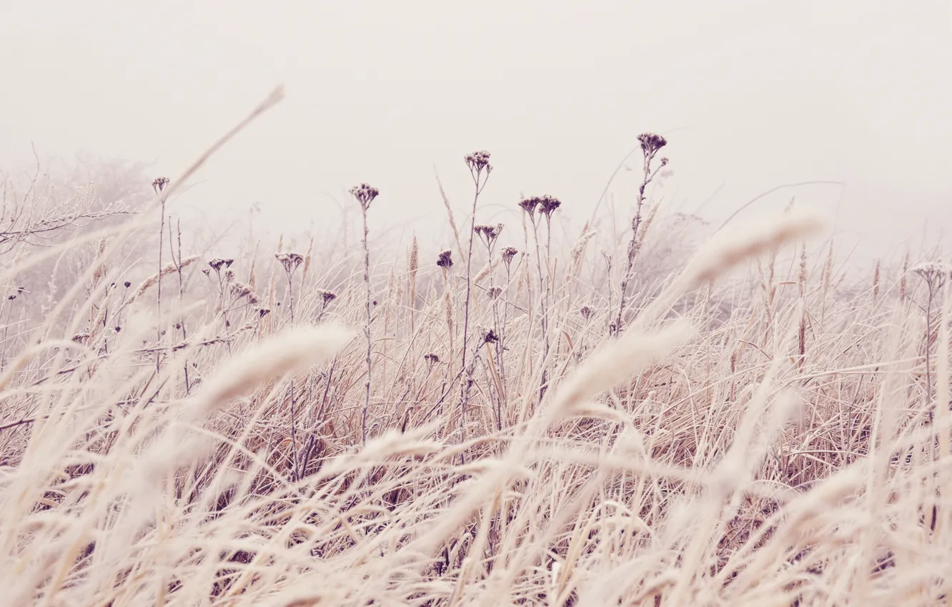Photo wallpaper field, grass, flowers, nature, plant, stem, gentle, tone