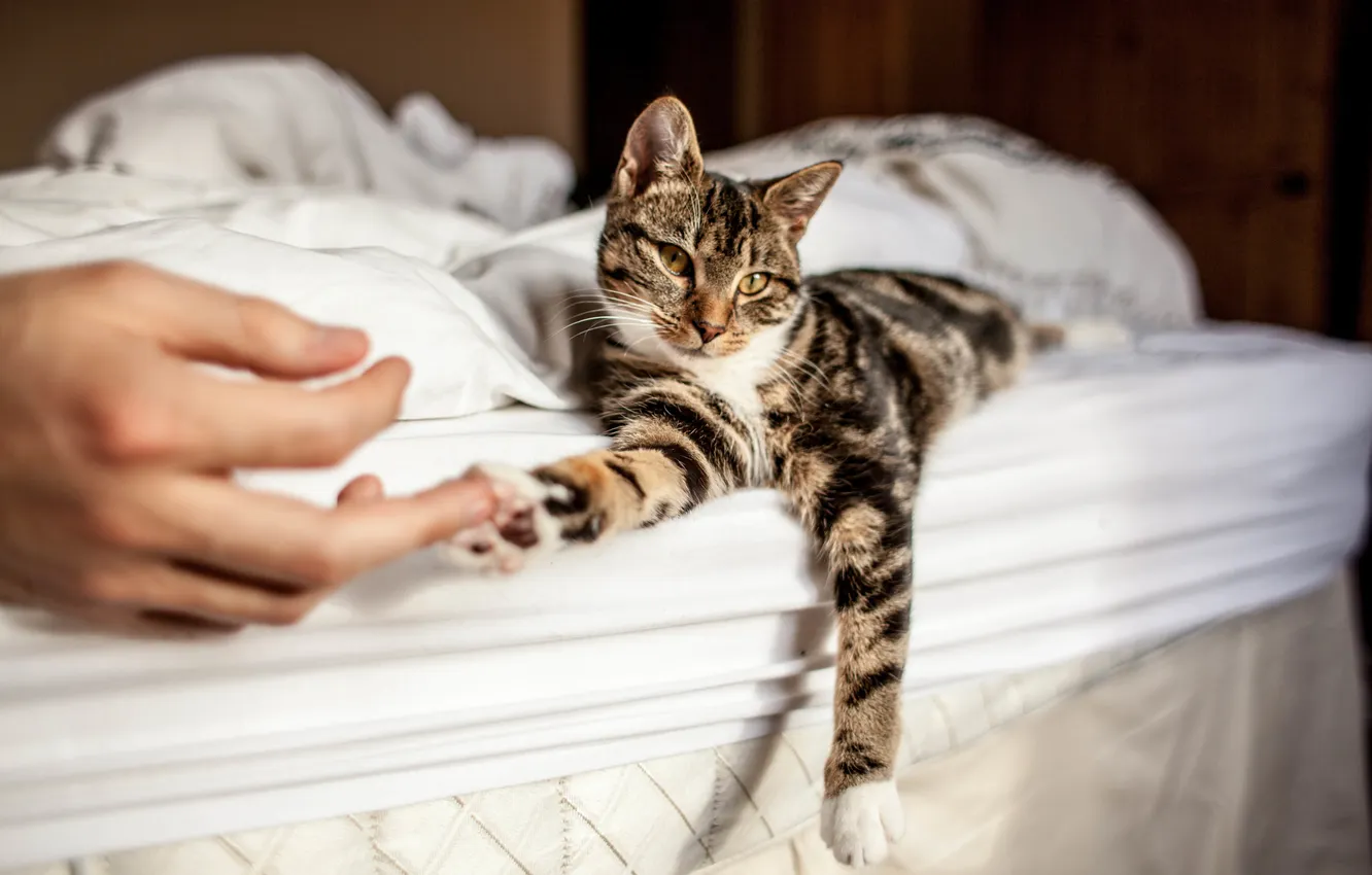 Photo wallpaper cat, cat, hand, paws, lies