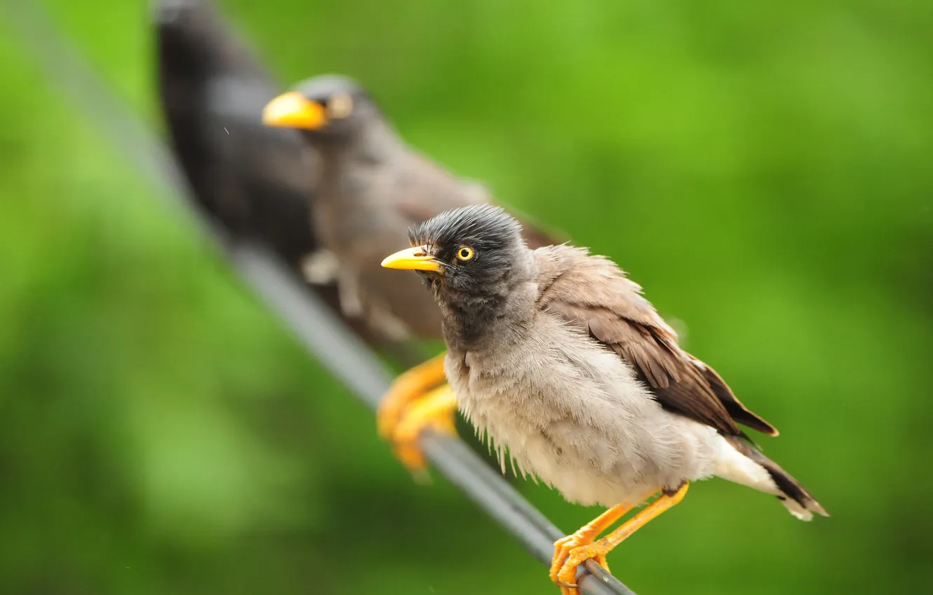 Photo wallpaper birds, Chicks, wet behind the ears