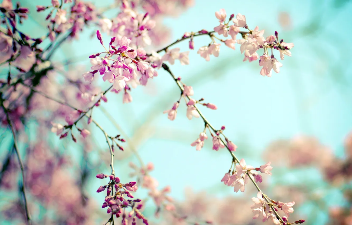 Photo wallpaper nature, spring, garden