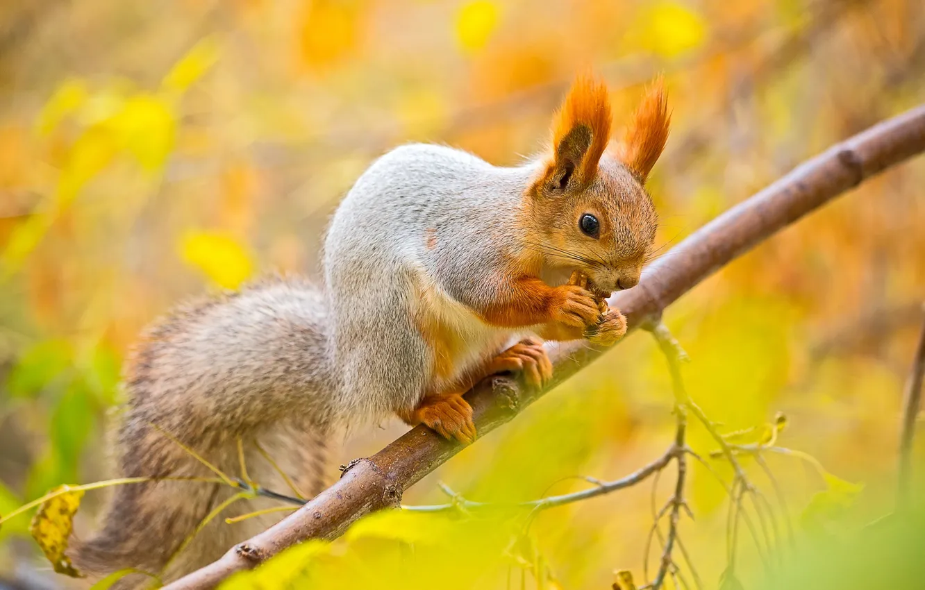 Photo wallpaper autumn, leaves, macro, trees, branches, protein, nuts, squirrel