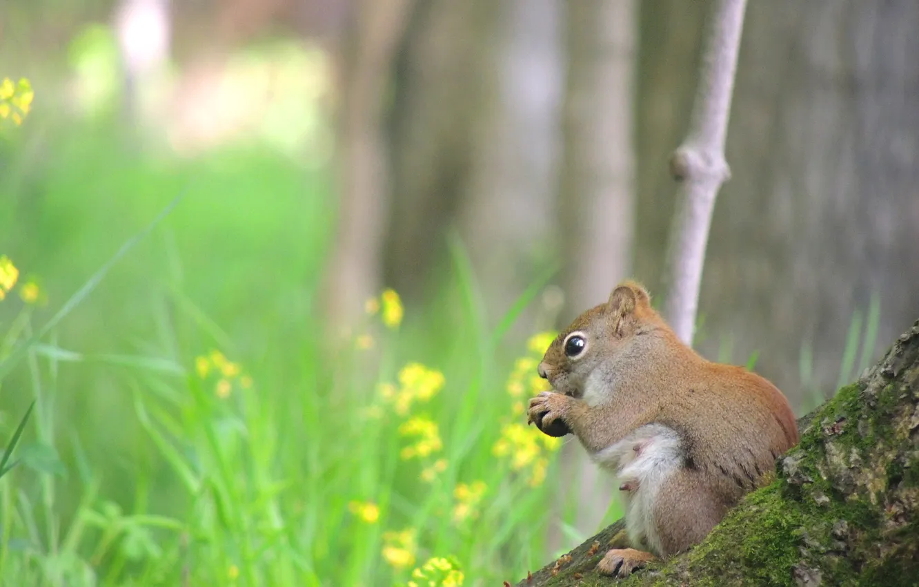 Photo wallpaper look, trees, branches, nature, glade, spring, walnut, protein