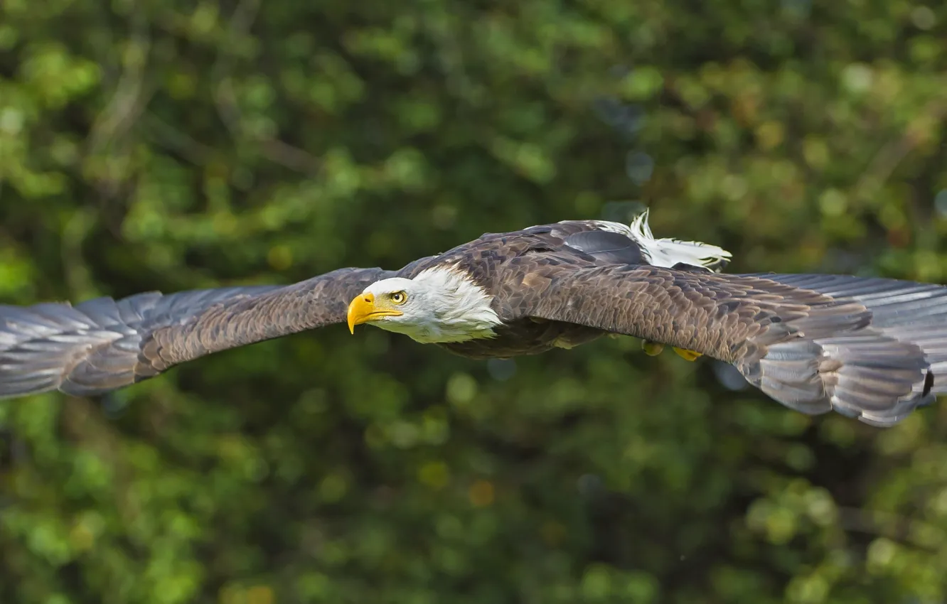 Photo wallpaper flight, bird, wings, predator, bald eagle
