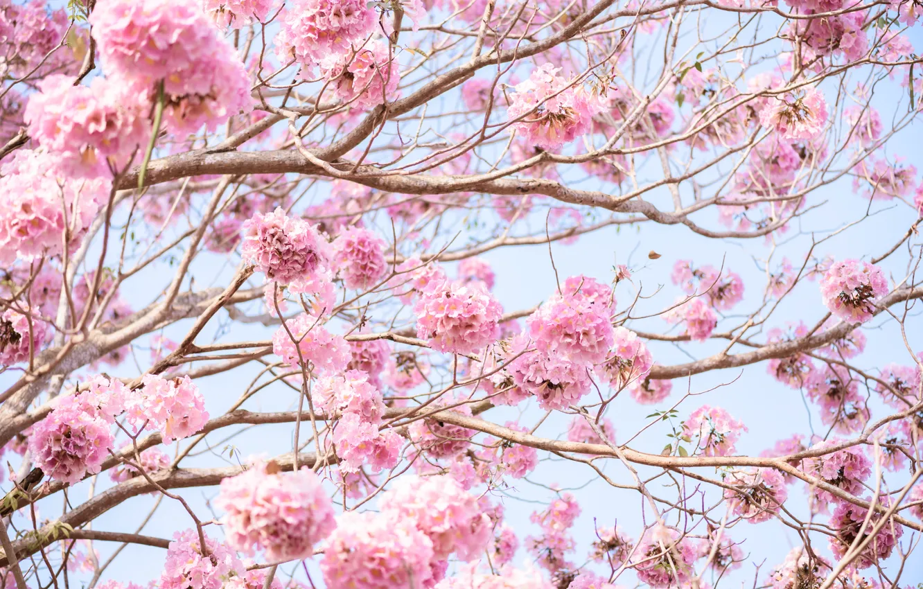 Photo wallpaper flowers, branches, spring, pink, flowering, pink, blossom, flowers