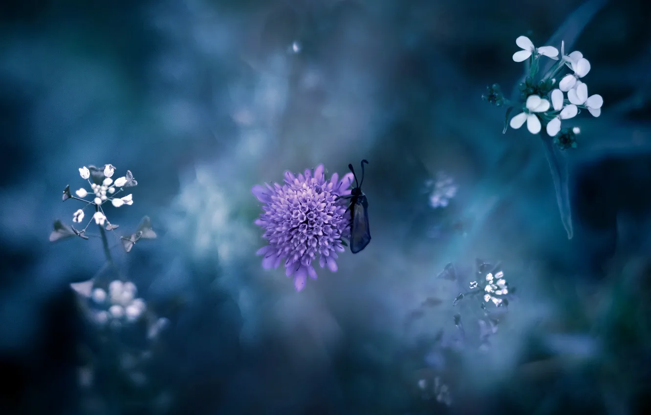 Photo wallpaper flower, purple, grass, macro, nature, insect