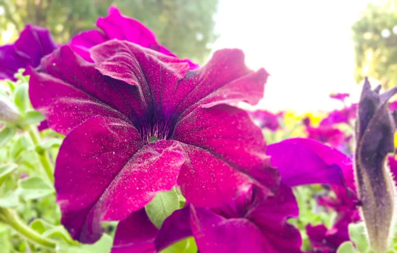 Photo wallpaper macro, flowers, Purple flower