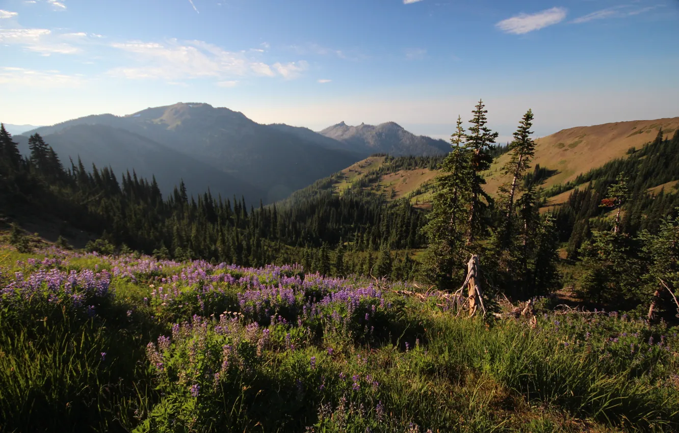 Photo wallpaper forest, flowers, mountains, nature