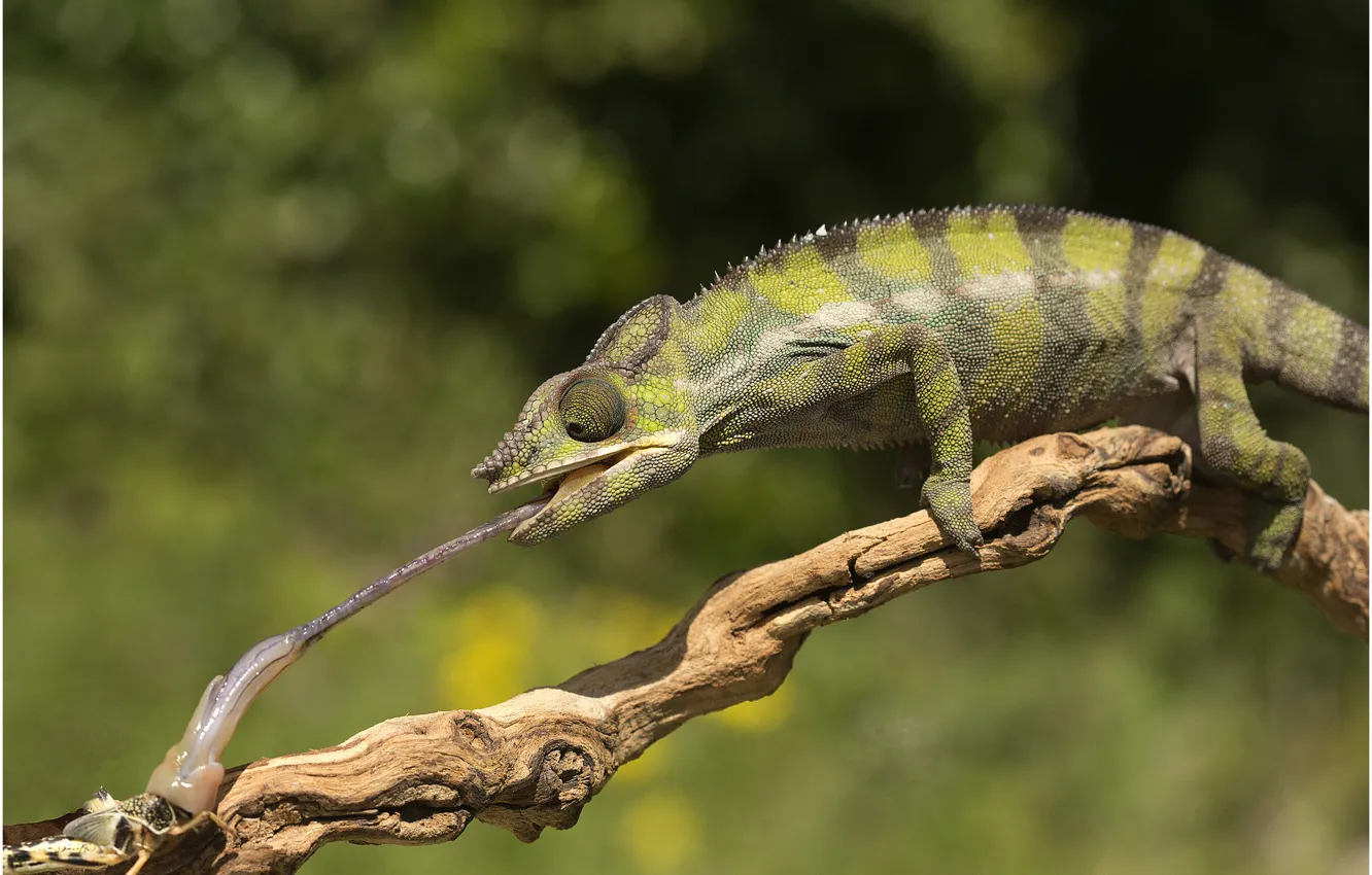 Photo wallpaper language, chameleon, mining, bitch