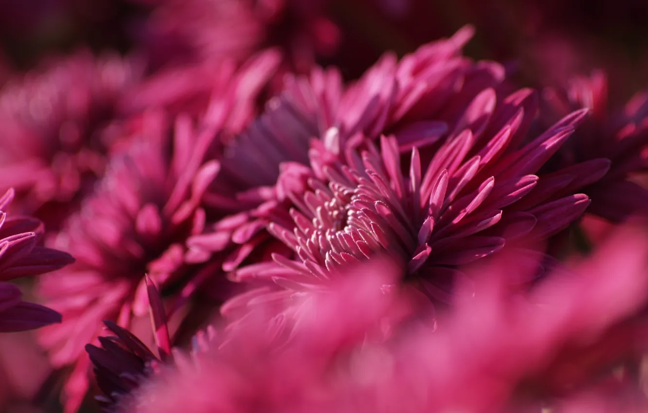 Photo wallpaper chrysanthemum, autumn colors, Chrysanthemum