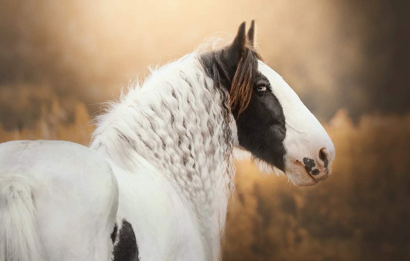 Photo wallpaper autumn, white, look, face, nature, horse, horse, portrait