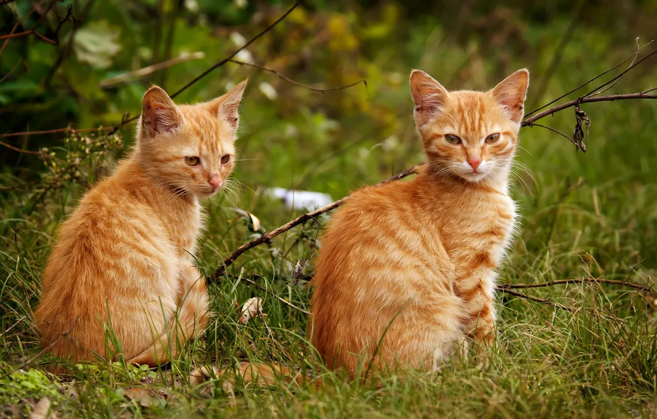 Photo wallpaper cat, red, pair